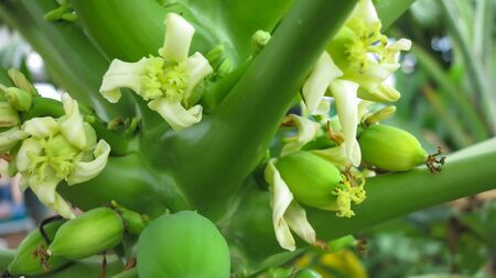This is a young Papaya.の写真素材