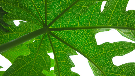 Papaya leafs textureの写真素材