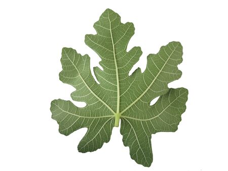 Fig leaf backgrounds with isolate.の写真素材