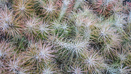 A group of succulent plantsの写真素材