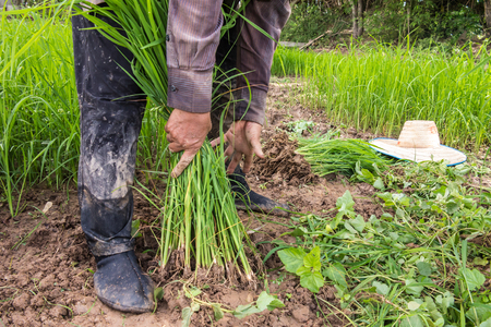Farmer prepare seedling for transplant rice.の写真素材