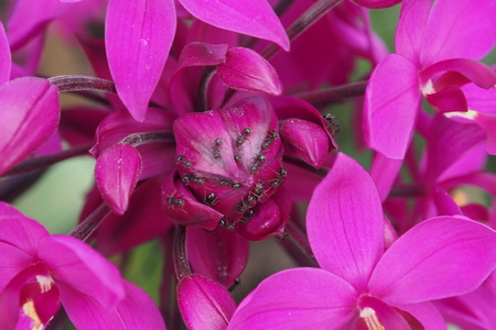 This is a pink flower with an ant infestationの写真素材