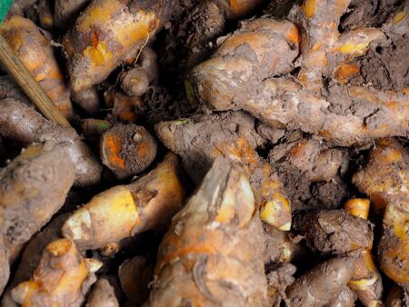 fresh turmeric roots.の写真素材