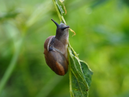 Snail eating roselle leaf.の写真素材