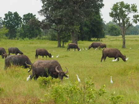 The bird on the back of a Buffalo.の写真素材