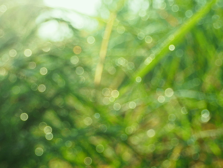 blur,bokeh The dew on leaves of rice in the rice fieldの写真素材