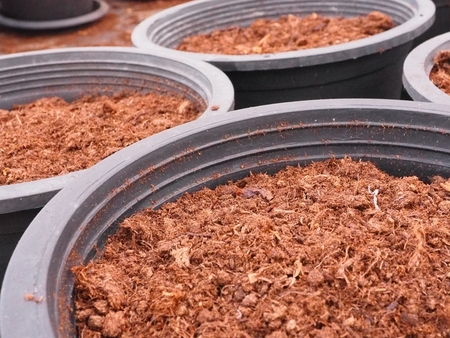 Prepare peat-moss in pot plant.の写真素材