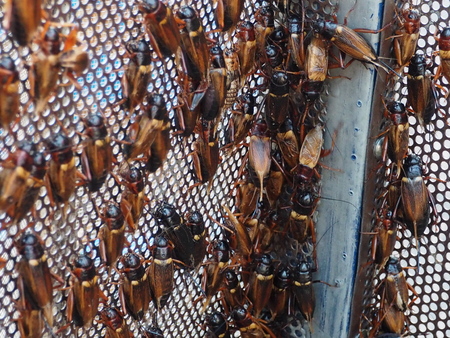 The group of cricket for sell as food in local market.