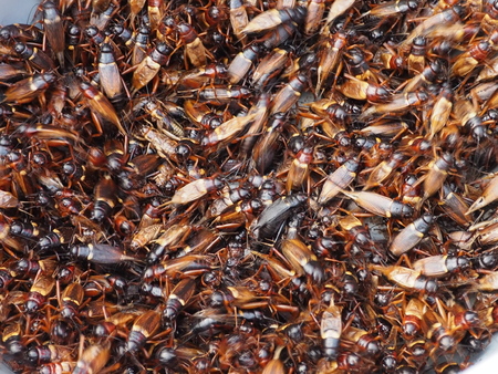 The group of cricket for sell as food in local market.の写真素材