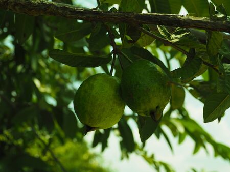 Guava fruit.の写真素材