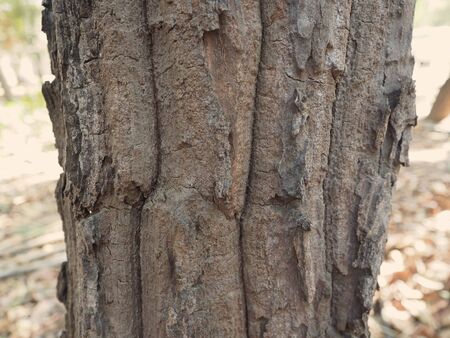 Bark tree texture.のeditorial素材