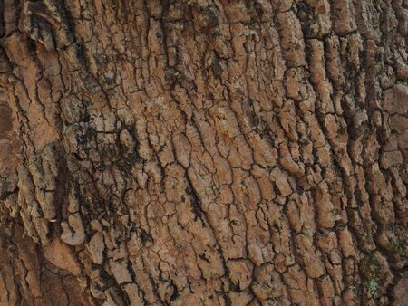 Bark tree texture.