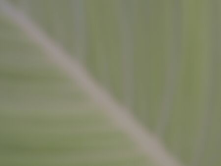 Abstract green leaf texture for backgroundの写真素材