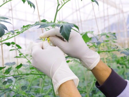 Tomato plant pollination by the hand in a green house