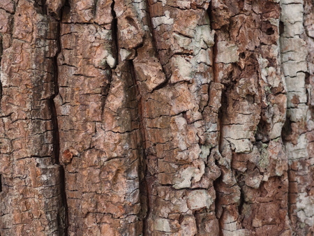 Bark texture