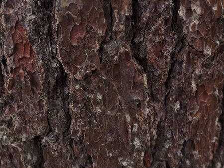 Bark texture