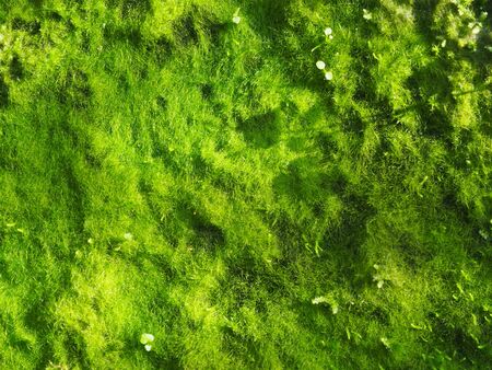 Green Moss background, mossy texture