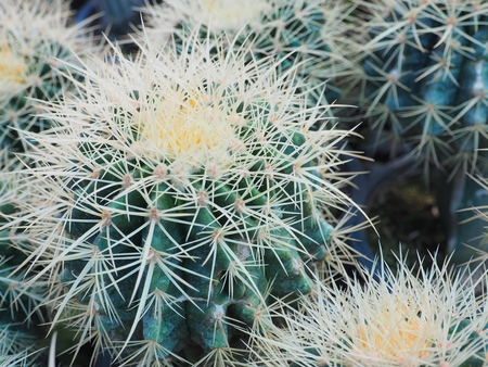 Cactus texture backgroundの写真素材
