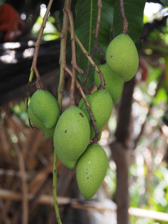 Mango on treeの写真素材