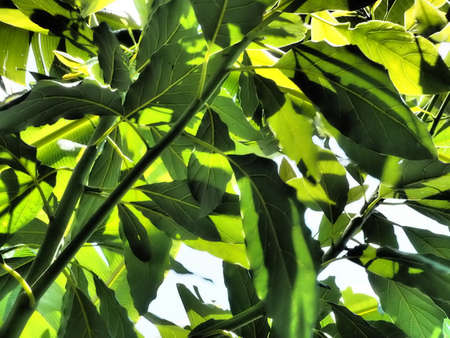 leaf textureの写真素材