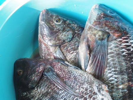 Raw fishの写真素材