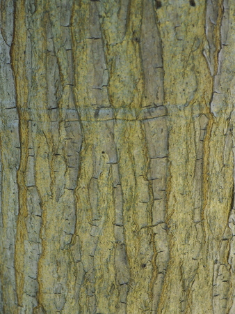 Bark texture.