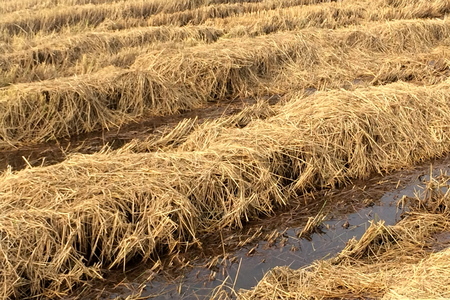 Rice stubble Straw,after harvest.の写真素材