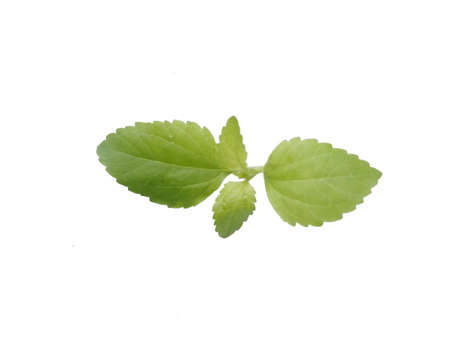 Green leaf isolated.