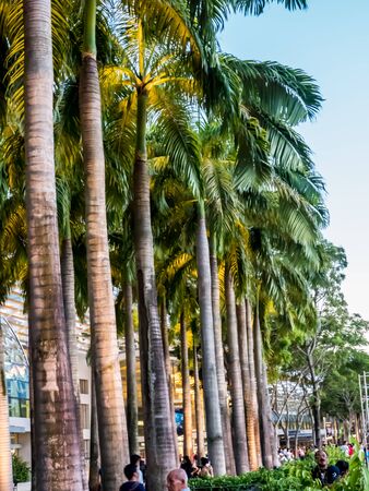 Coconut tree at city.の写真素材