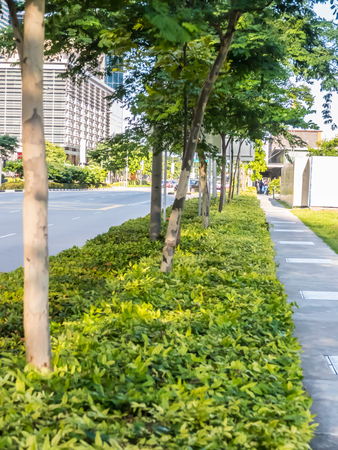 Urban landscape and park with tree.の写真素材