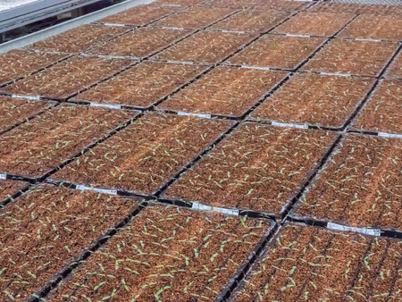 Nursery tomato seedlings in peat moss soil, seedlings business.