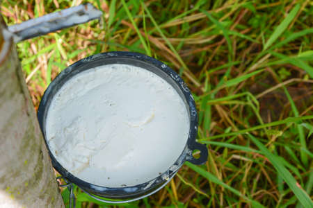 rubber treeの写真素材