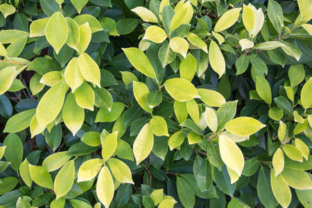 Nature background of leaf.