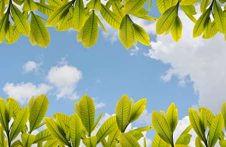 natural backgroundsの写真素材