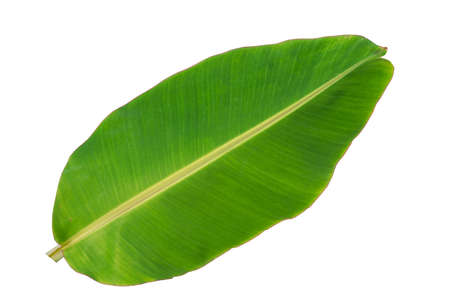 banana leafの写真素材