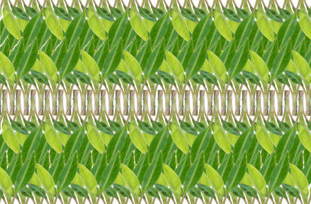 Art banana leaf backgroundの写真素材