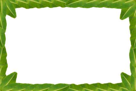 Art banana leaf backgroundの写真素材