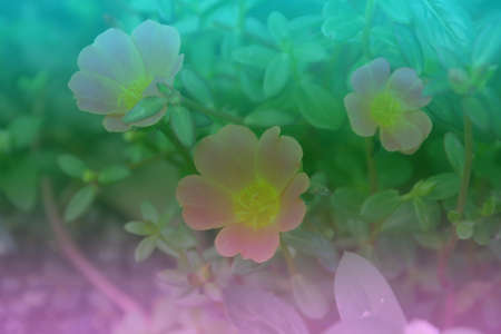 Portulaca flowers blooming in gardenの写真素材