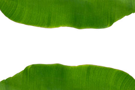 Leaf  backgroundの写真素材