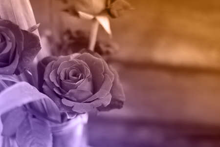 Red roses in a vaseの写真素材