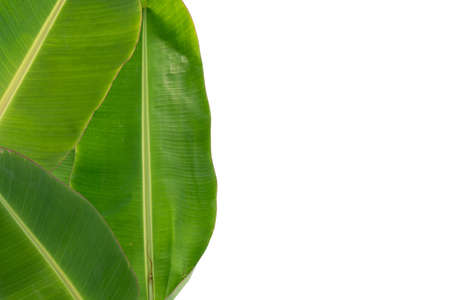 Banana  leavesの写真素材