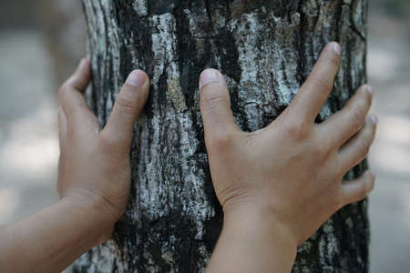 Human hands touch the bark of a tree, the concept of loving the world.の写真素材