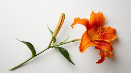 Blooming orange lily stem on white backgroundの素材