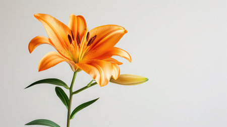 Blooming orange lily stem on white backgroundの素材