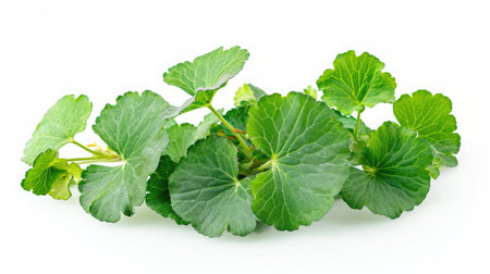 Centella on isolated white background.の素材