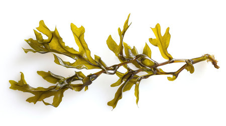 Seaweed on isolated white background.の素材