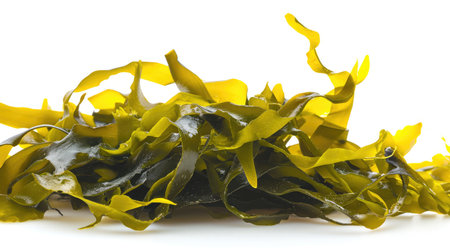 Seaweed on isolated white background.の素材