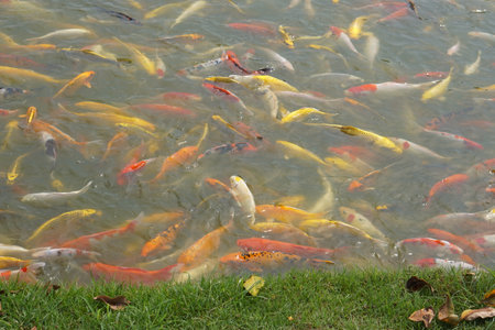 Japan koi fish or Fancy Carp swimming in a black pond fish pond. Popular pets for relaxation and feng shui meaning. Popular pets among people.の写真素材