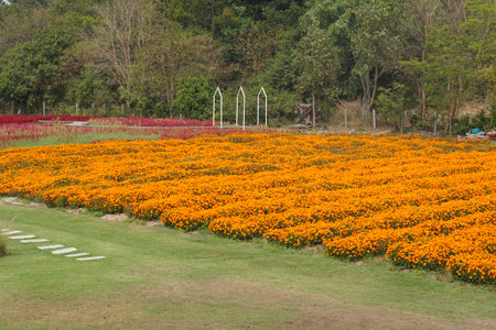 beautiful blooming garden flower backgroundの写真素材