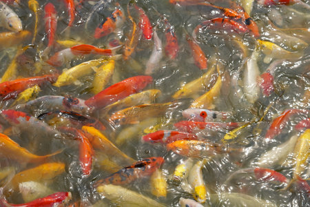 Japan koi fish or Fancy Carp swimming in a black pond fish pond. Popular pets for relaxation and feng shui meaning. Popular pets among people.の写真素材